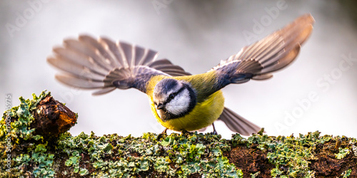 Mésange bleue - Cyanistes caeruleus - Eurasian Blue Tit