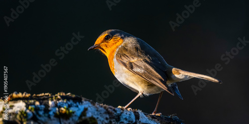 Rouge-gorge familier (Erithacus rubecula, European Robin)
