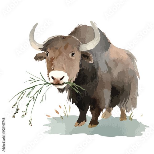 Majestic Yak Eating Grass Watercolor Style Wildlife Illustration.