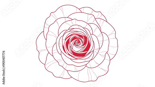 Top-down view of a blooming rose is drawn with fine line outlines and a deep red color in the center of the petals for an artistic look.