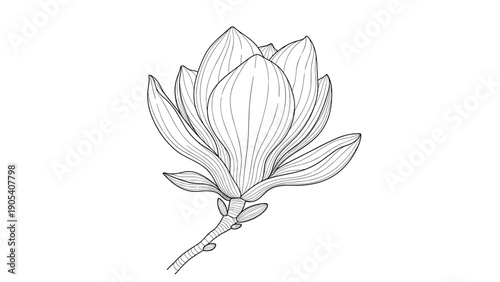 Intricate black and white vintage engraving of a fully bloomed magnolia flower on a branch with fine line work detail.