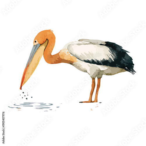 Painted Stork Bird Watercolor Illustration Wildlife Art.