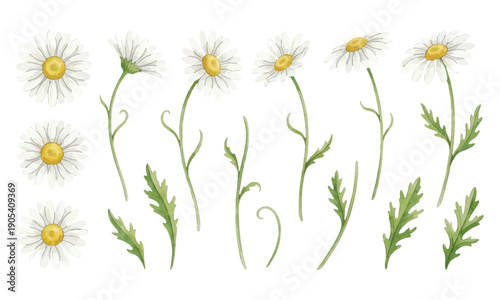 Collection of white daisy flowers and green leaf