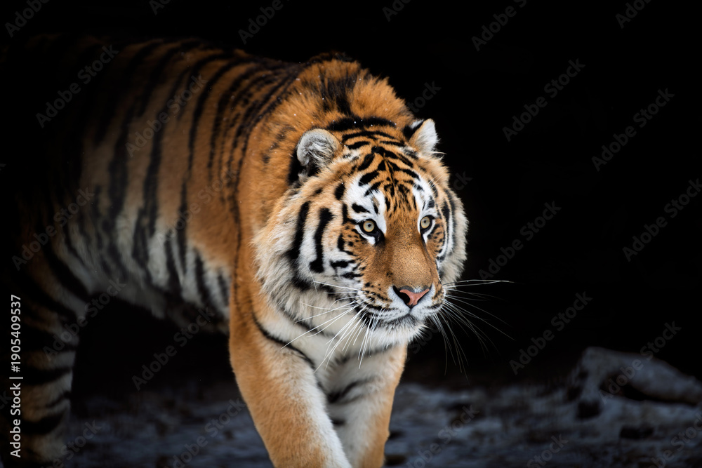 Obraz premium Tiger walking through dark cave area during the day in its natural habitat