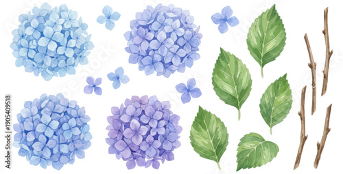 Fotografía Hydrangea flowers and leaves on transparent background