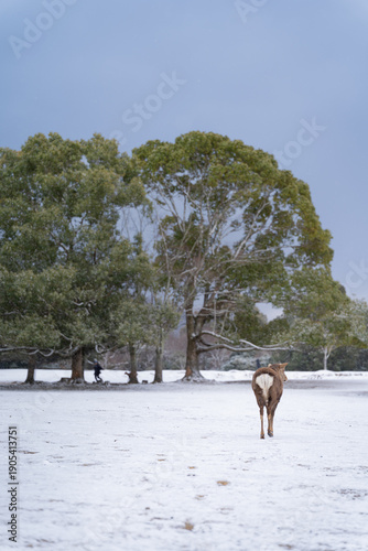 奈良公園の雪景色と佇む鹿 冬の幻想的な風景