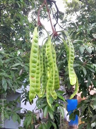 There are some stink beans (petai) hanging from the tree. These are fresh petai pods