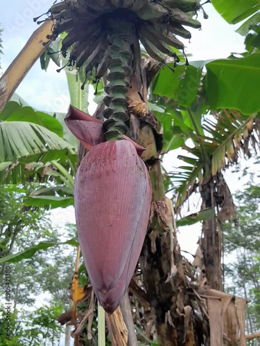 a banana heart or a banana flower hanging  from the tree