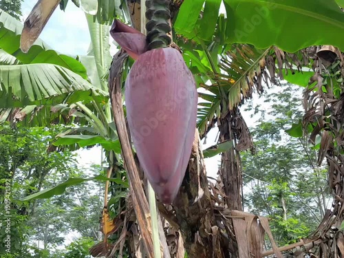 a banana heart or a banana flower hanging  from the tree