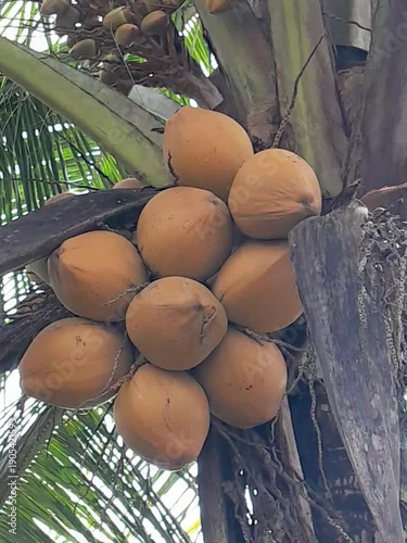 There are many yellow coconuts growing on the tree