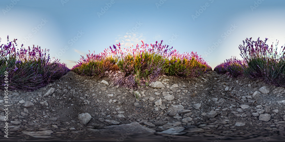 Obraz premium Lavender panorama sunset shows rows of purple flowers blooming on rocky soil under a clear blue sky in a wide field