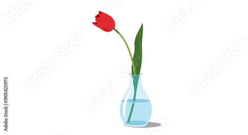 Single elegant red tulip with a long green leaf sits in a simple clear glass vase filled with fresh water on a clean white background.
