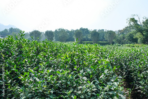 杭州の西湖の畔に広がる龍井茶の茶畑