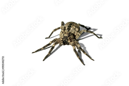 false wolf spider - Zoropsis spinimana. biting humans and causing symptoms similar to a bee- or wasp sting. spider isolated on transparent background