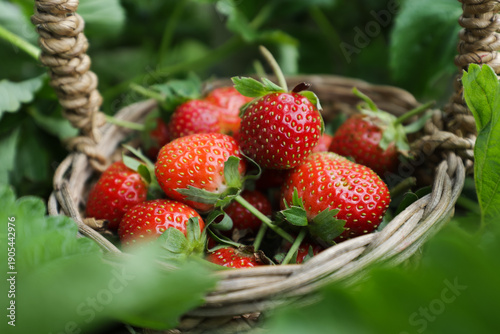 A basket full of ripe red strawberries
