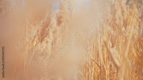 Autumn Reeds and Dried Grass Swaying in Wind