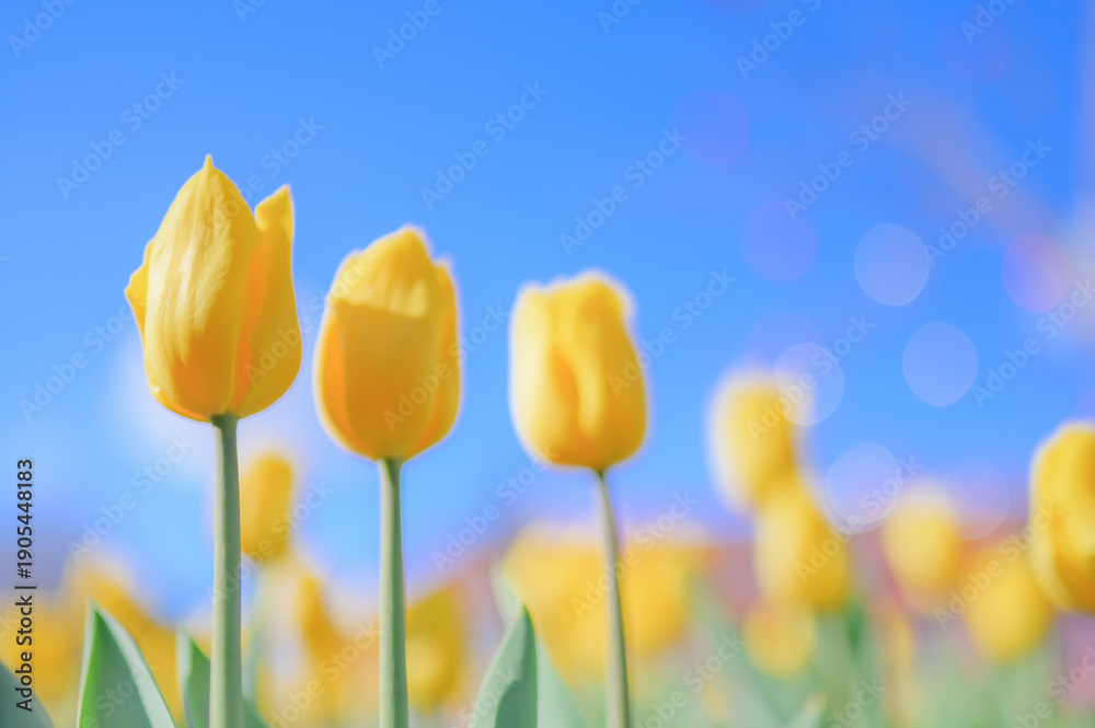Fototapeta premium Yellow Tulip Buds Against Blue Sky
