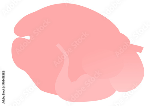 Canvas Print ruminant digestive organ