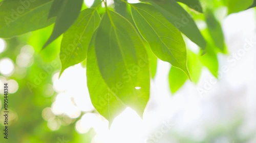 Backlit Green Leaves with Sunlight and Bokeh