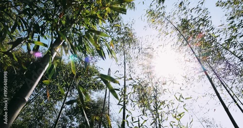 Bamboo Forest Canopy with Golden Sunlight