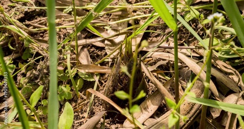 Bamboo Shoots Growing in Forest Soil