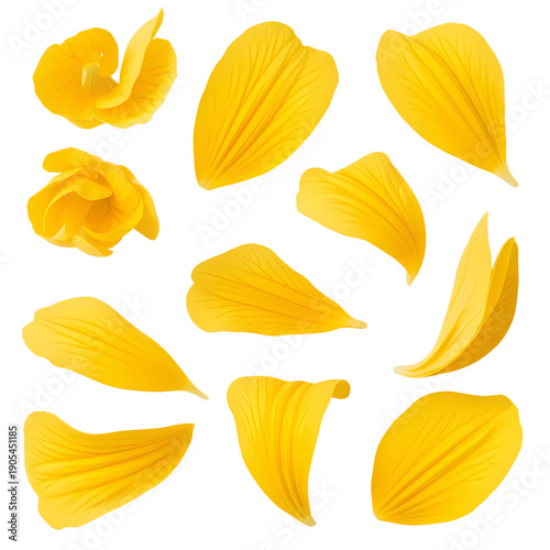 Bright yellow petals scattered
