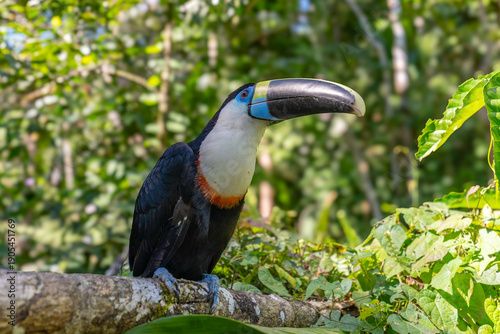 White-throated Toucan (Ramphastos tucanus) Perched on a Tree: A Near-passerine Bird in Ramphastidae Family