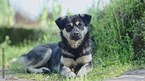 Black and White Dog Resting in Rural Grass Field