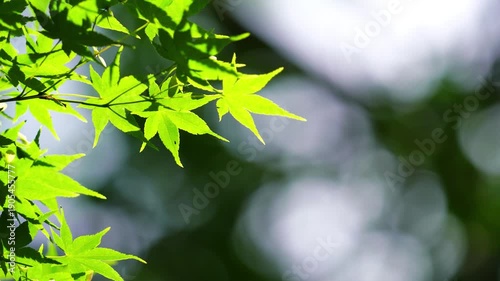 Bright Green Maple Leaves with White Flowers in Sunlight