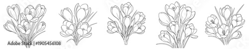 Line art floral illustrations of crocus flowers in various styles  