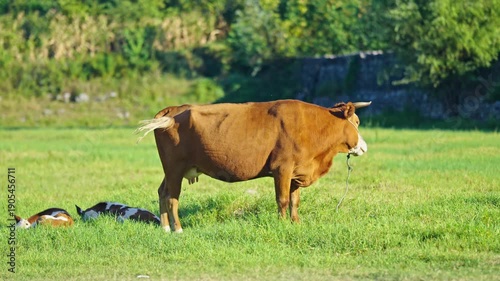Dairy Cow Grazing in Pasture with Calf