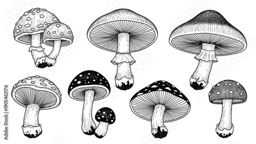 Detailed vintage hand drawn sketches of different wild mushrooms and toadstools, black and white botanical illustration for nature lovers.