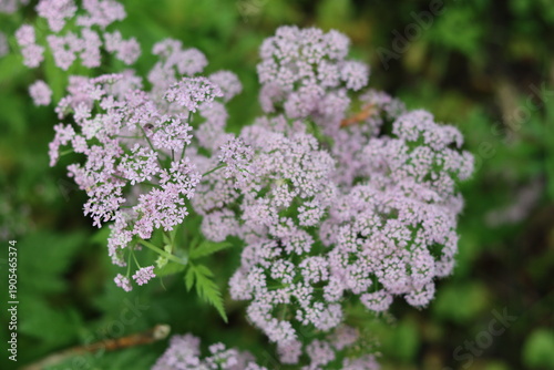 Bild auf Leinwand Chaerophyllum hirsutum roseum - pink umbels of hairy chervil
