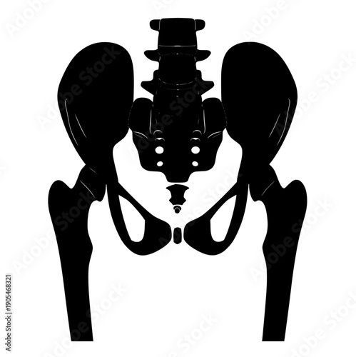 silhouette of the skeleton of the hip bone, tailbone and femur