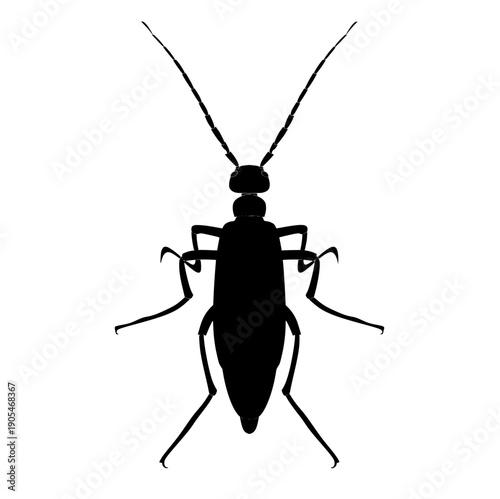 silhouette vector of small beetle with antennae