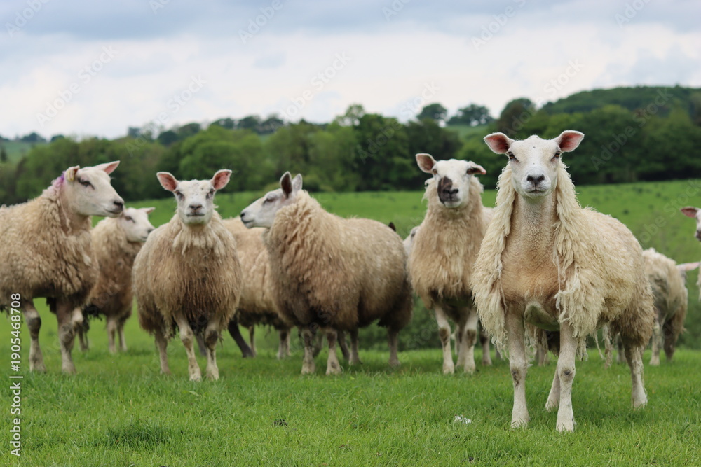 Fototapeta premium Group of sheep in a field looking at the camera