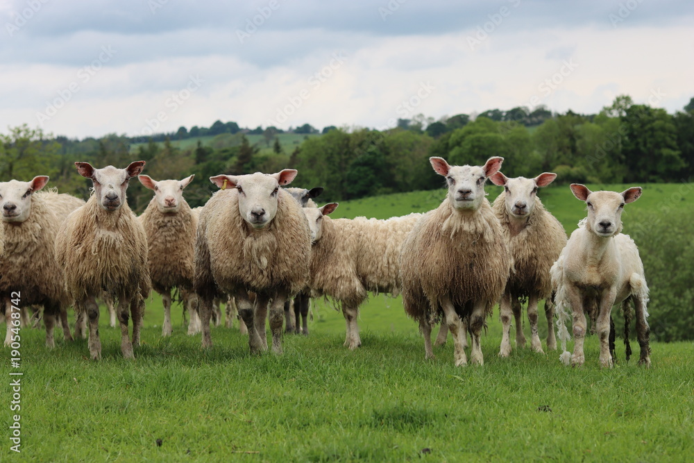 Fototapeta premium Group of sheep in a field looking at the camera