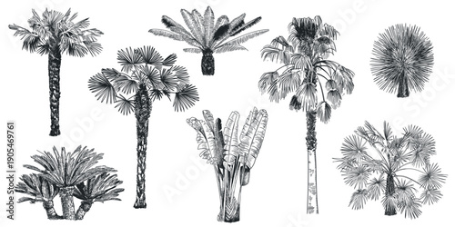 Hand drawn palm tree. Tropical plants, botanical fronds vintage engraving rainforest landscape clipart for summer tourism or jungle pattern. Palm trees detailed exotic sketch vector isolated set