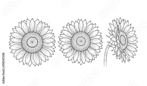 Fine line sunflower hand drawn black and white floral line art vector set