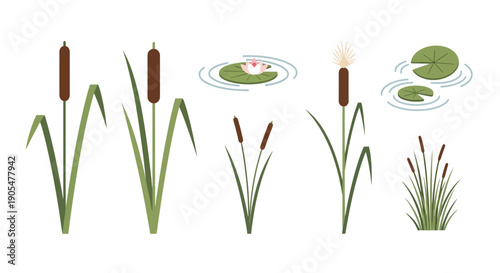 Set of various cattail plants and water lilies, vector illustration on white background.