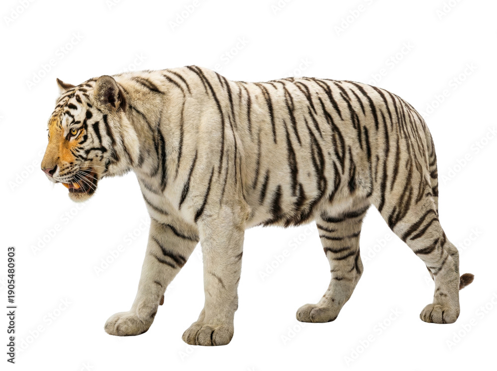 Obraz premium White Bengal tiger walking side view with black stripes and amber eyes, animal cutout, Isolated on transparent background, png