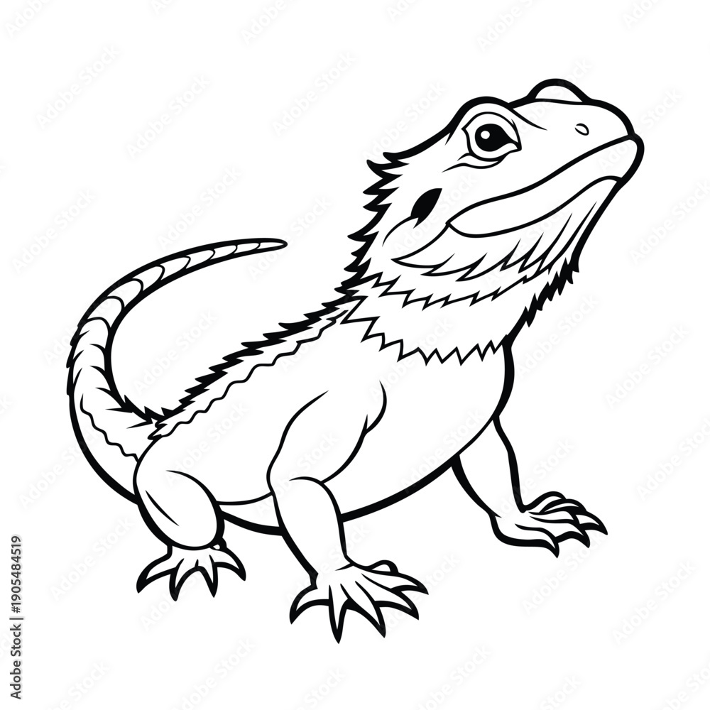 Fototapeta premium Bearded dragon lizard realistic outline illustration vector line art on white background