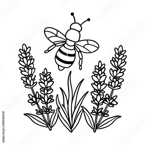 Bee pollinating lavender flowers nature illustration vector line art on white background