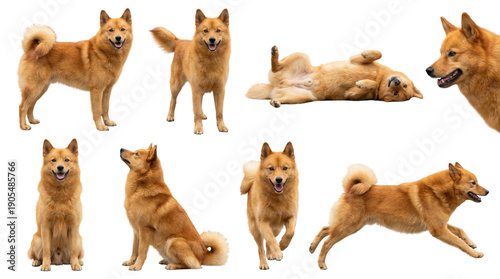 set of a finnish spitz dog in different poses standing sitting and playing isolated on a transparent background