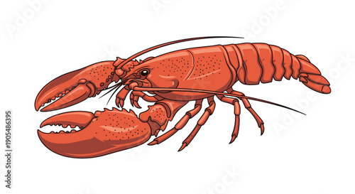 Detailed illustration of a large red lobster with long antennae and powerful claws isolated on a white background for seafood or marine themes.