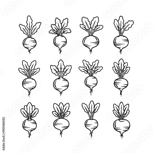 Beetroot Pattern Outline Drawing Vector Illustration Fresh Vegetable