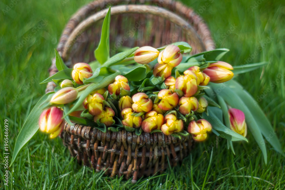 custom made wallpaper toronto digitalColorful fresh tulips in wicker basket in the garden