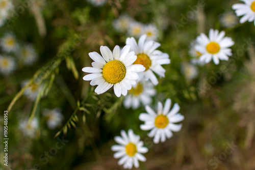 Wallpaper Mural Ox-eye Daisy (Leucanthemum vulgare) in a garden Torontodigital.ca