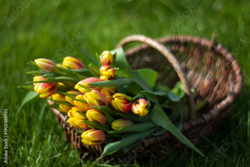 Wallpaper Mural Colorful fresh tulips in wicker basket in the garden Torontodigital.ca