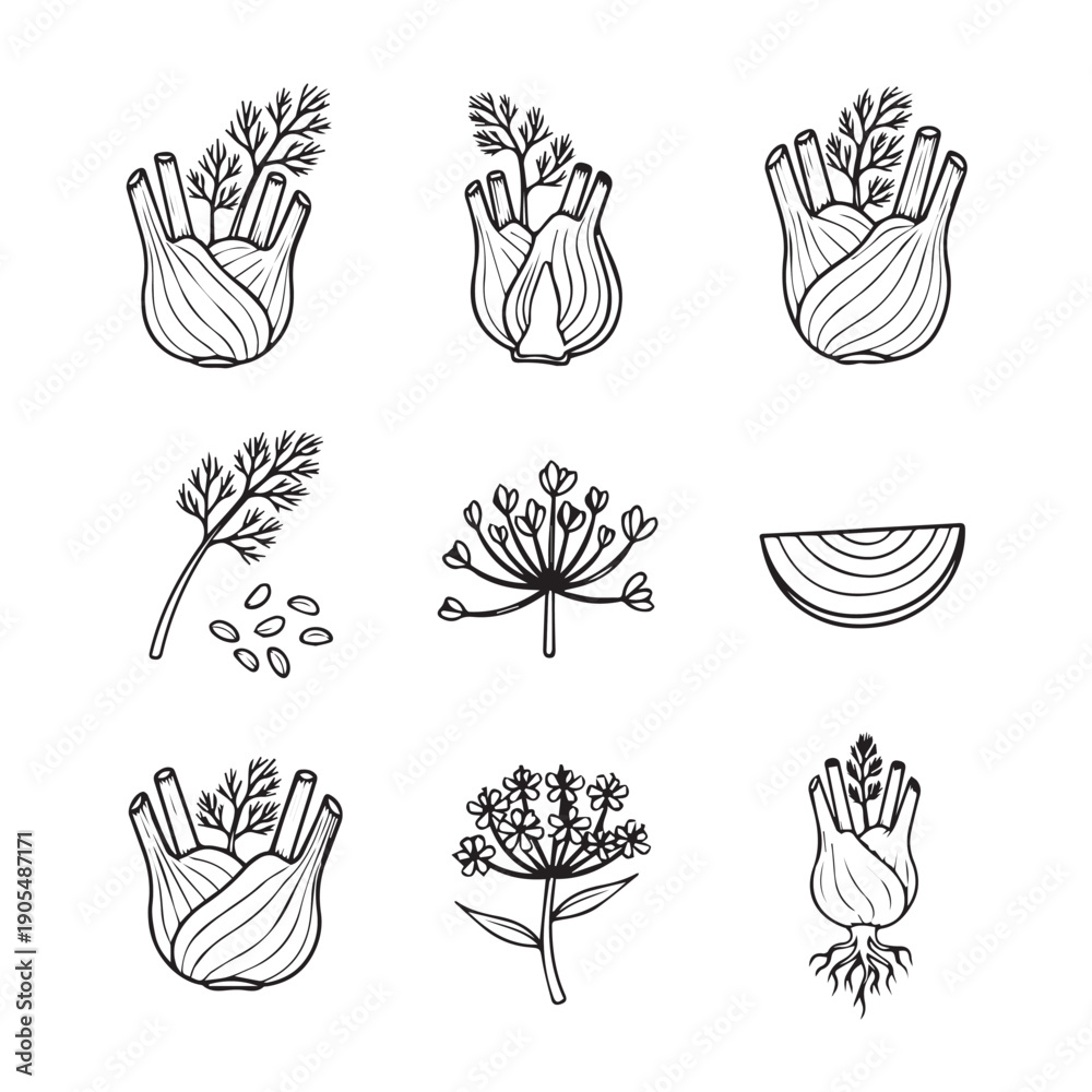 Fototapeta premium Fennel Vegetable and Herb Illustrations Collection
